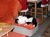 Katzenbilder